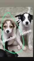 Dourado, pit, pelud