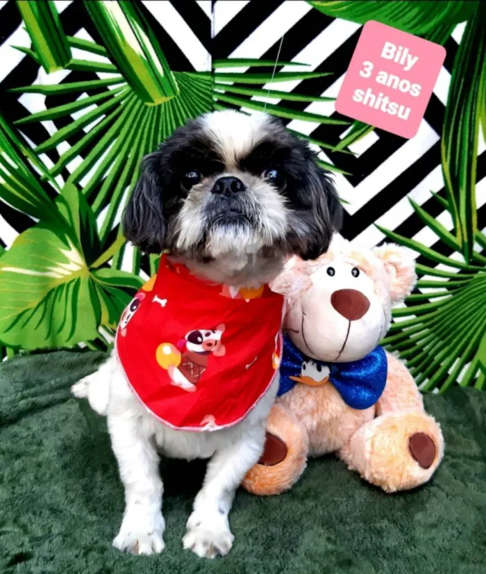 Cachorro raça Shitsu  idade 3 anos nome Billy