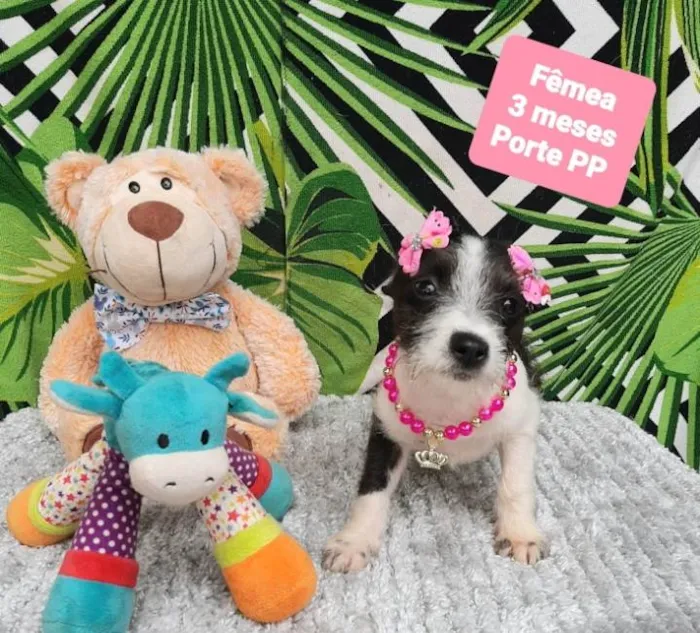 Cachorro raça Srd idade 2 a 6 meses nome Zoe 