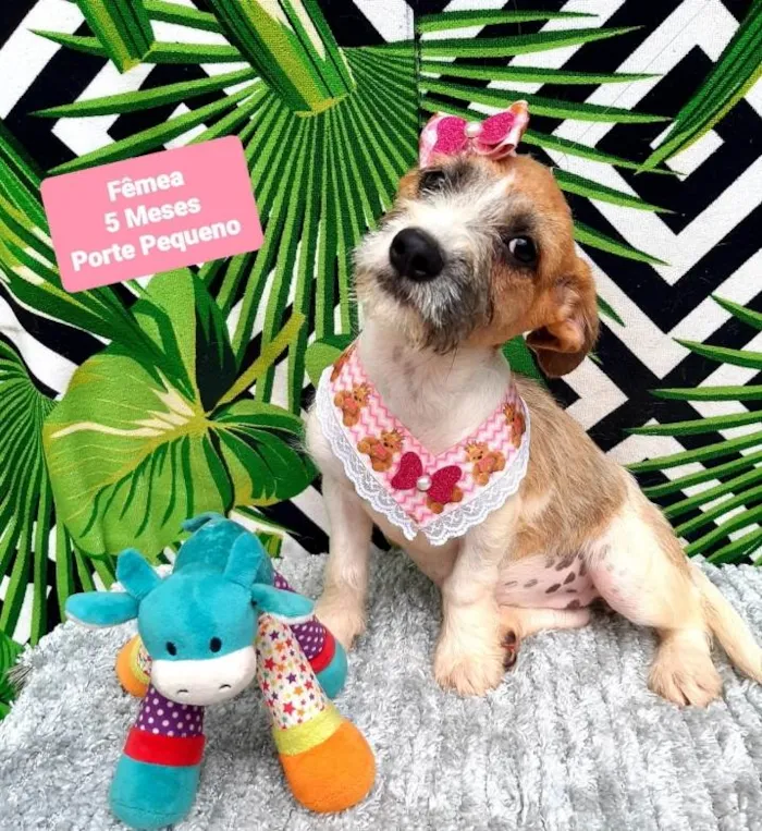 Cachorro raça Srd idade 2 a 6 meses nome Lilica 