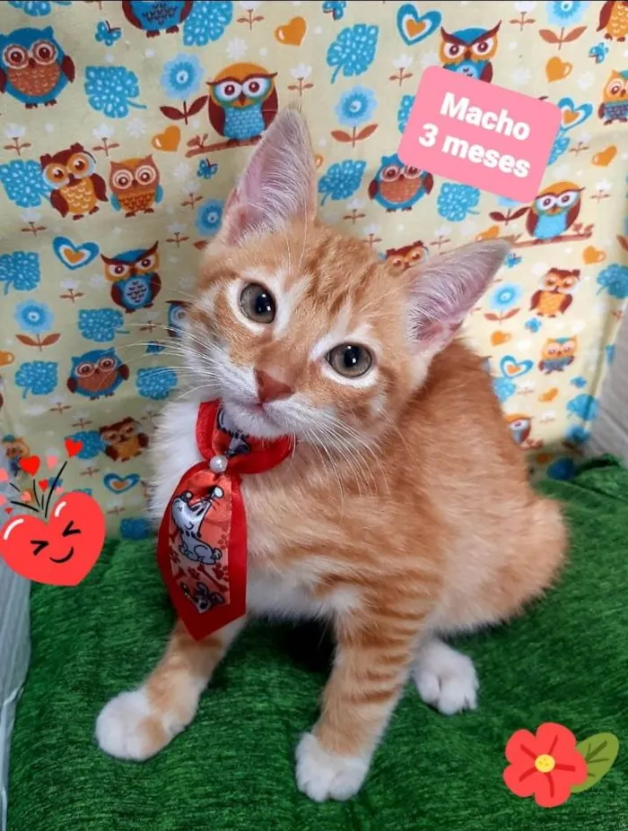 Cachorro raça Pinscher idade 2 a 6 meses nome Lux 