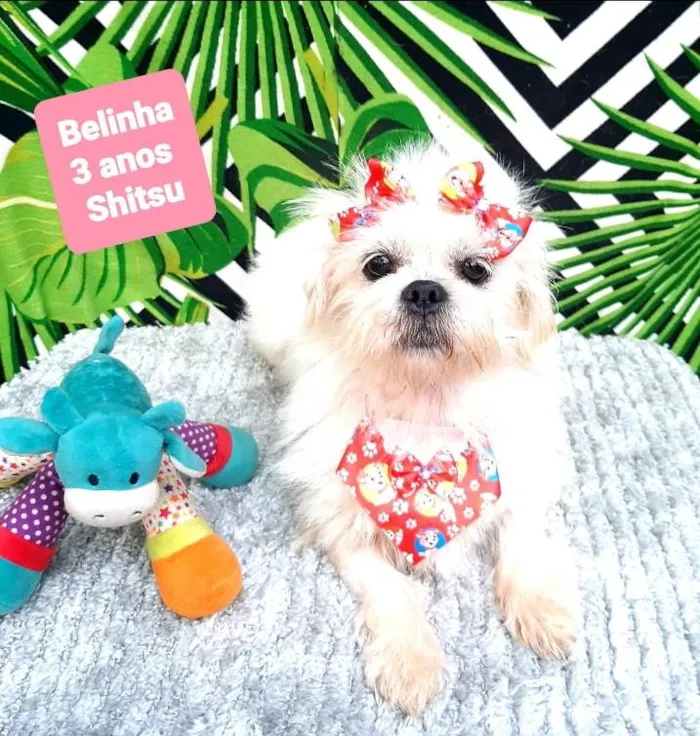Cachorro raça Shitsu  idade 3 anos nome Belinha