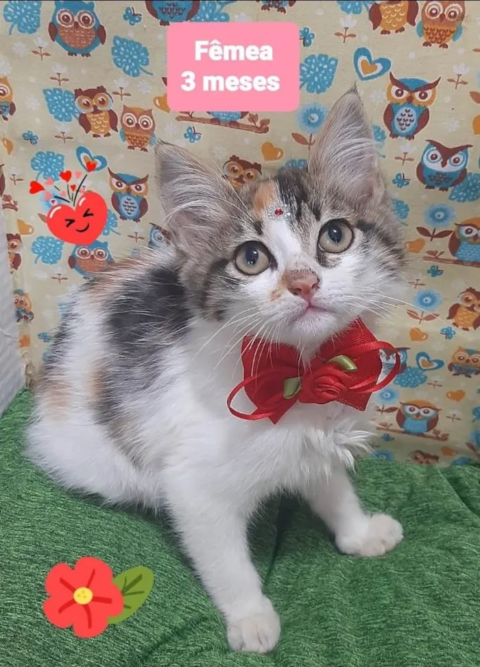 Gato raça Srd idade 2 a 6 meses nome Clivia