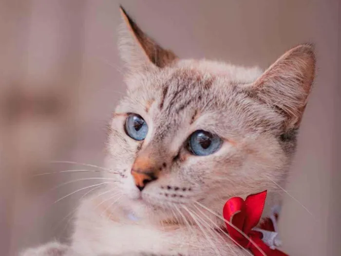 Gato ra a SRD idade 1 ano nome Margarida