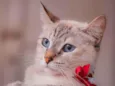 Margarida