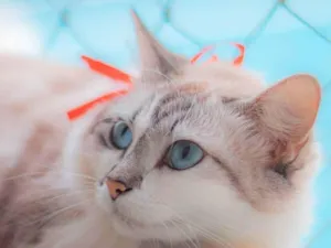 Gato raça SRD idade 2 anos nome Lizzie