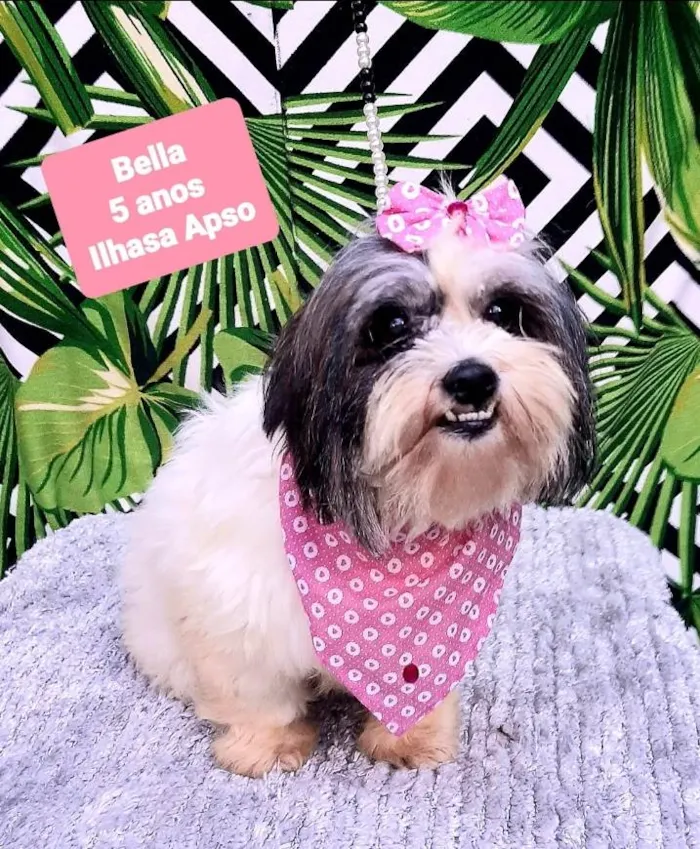 Cachorro raça Ilhasa apso  idade 5 anos nome Bella 