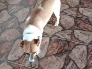 Cachorro raça Vira lata idade 1 ano nome Pitchilinha 