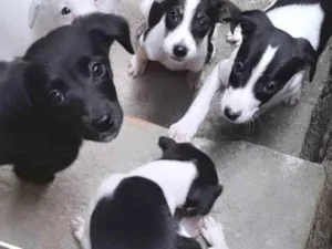 Cachorro raça Vira lata idade 2 a 6 meses nome Dourado, pit,  pelud