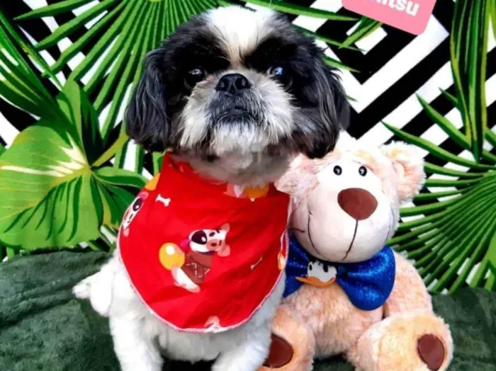 Cachorro raça Shitsu  idade 3 anos nome Billy