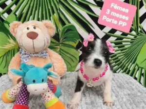 Cachorro raça Srd idade 2 a 6 meses nome Zoe 