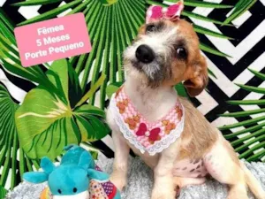 Cachorro raça Srd idade 2 a 6 meses nome Lilica 