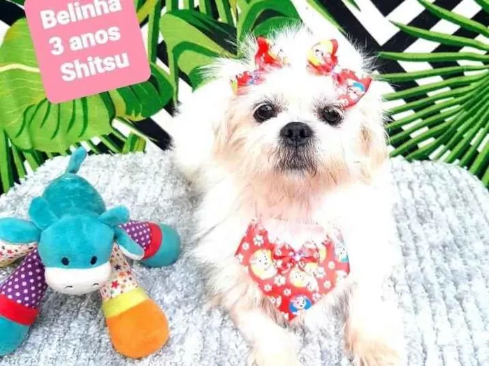 Cachorro raça Shitsu  idade 3 anos nome Belinha
