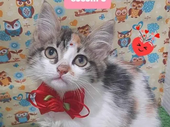 Gato raça Srd idade 2 a 6 meses nome Clivia