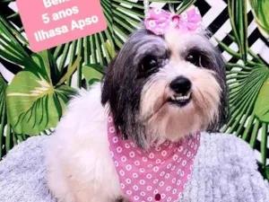 Cachorro raça Ilhasa apso  idade 5 anos nome Bella 