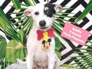 Cachorro raça Srd  idade 7 a 11 meses nome Spaike 