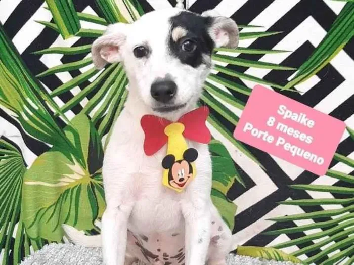 Cachorro raça Srd  idade 7 a 11 meses nome Spaike 