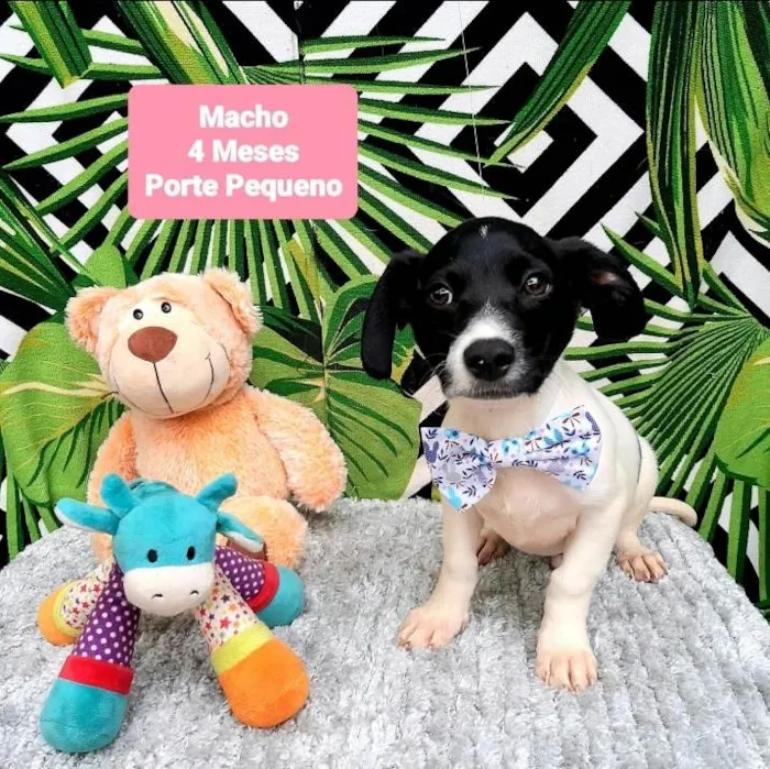 Cachorro raça Srd idade 2 a 6 meses nome Bill 