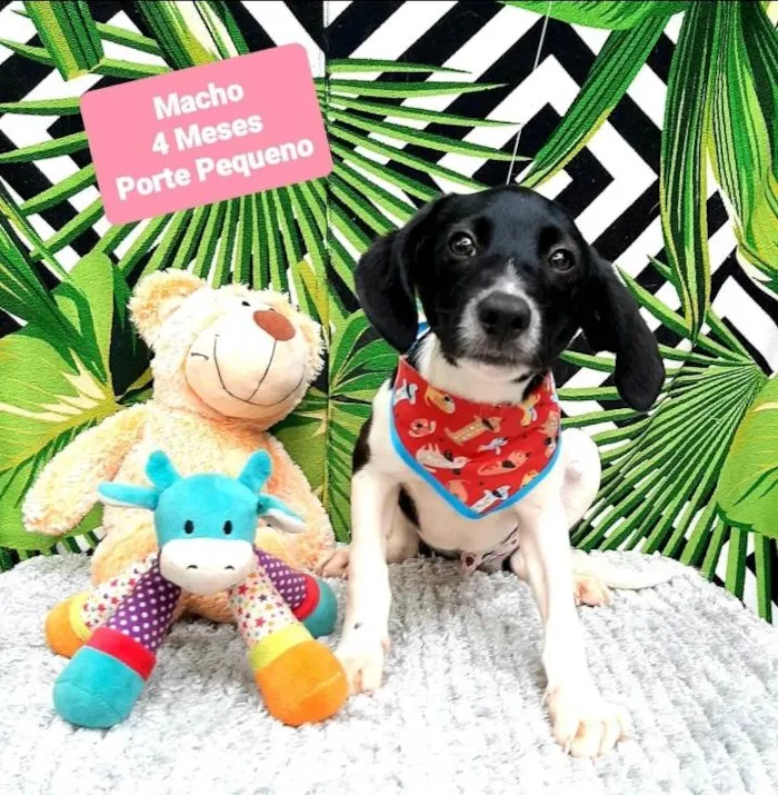 Cachorro raça Srd idade 2 a 6 meses nome Pool 