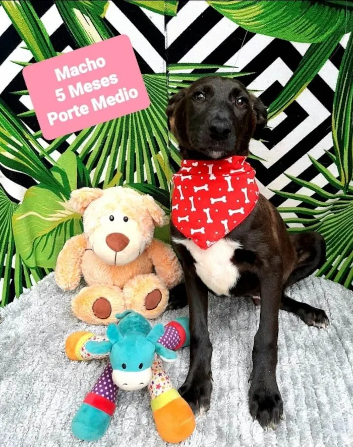 Cachorro raça Srd idade 2 a 6 meses nome Duque 