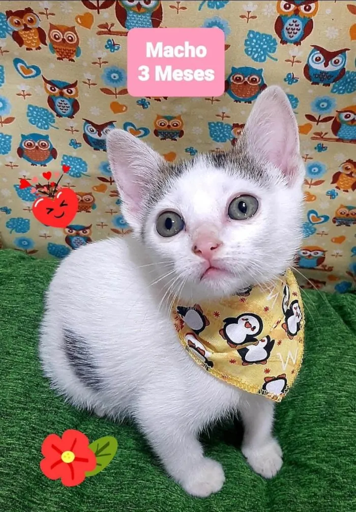 Gato raça Srd idade 2 a 6 meses nome Will