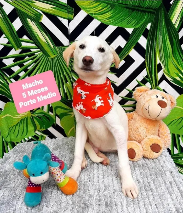 Cachorro raça Srd idade 2 a 6 meses nome Branco 