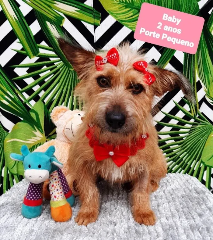 Cachorro raça Srd idade 2 anos nome Baby 