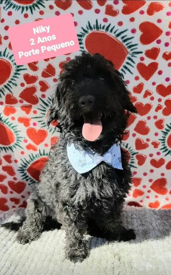 Cachorro raça Srd idade 2 anos nome Niky