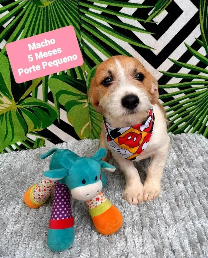 Cachorro raça Srd idade 2 a 6 meses nome Simba 