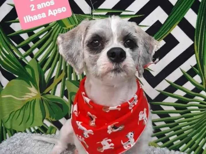 Cachorro raça Ilhasa apso  idade 2 anos nome Dicky