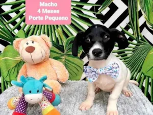 Cachorro raça Srd idade 2 a 6 meses nome Bill 