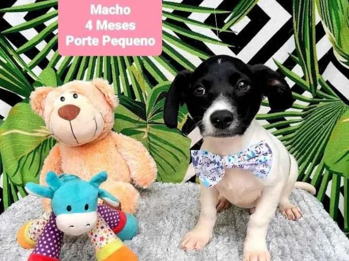 Cachorro raça Srd idade 2 a 6 meses nome Bill 