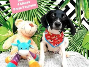Cachorro raça Srd idade 2 a 6 meses nome Pool 