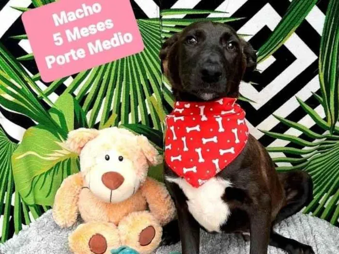 Cachorro raça Srd idade 2 a 6 meses nome Duque 