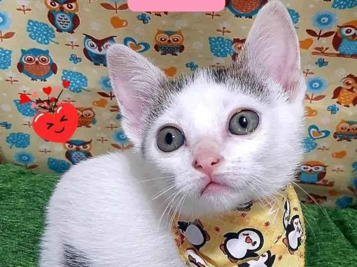 Gato raça Srd idade 2 a 6 meses nome Will