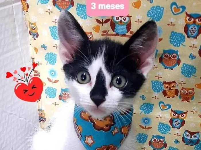 Gato raça Srd idade 2 a 6 meses nome Ken