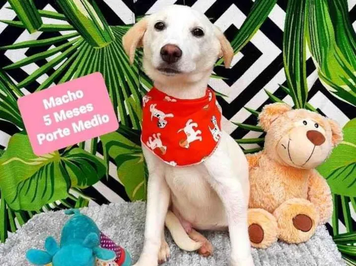 Cachorro raça Srd idade 2 a 6 meses nome Branco 