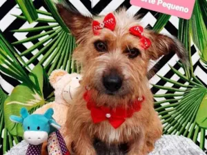Cachorro raça Srd idade 2 anos nome Baby 