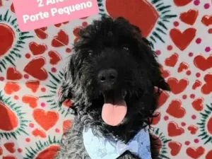 Cachorro raça Srd idade 2 anos nome Niky