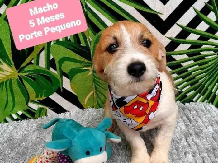 Cachorro raça Srd idade 2 a 6 meses nome Simba 