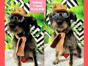 Cachorro raça Srd idade 2 anos nome Fumaça 
