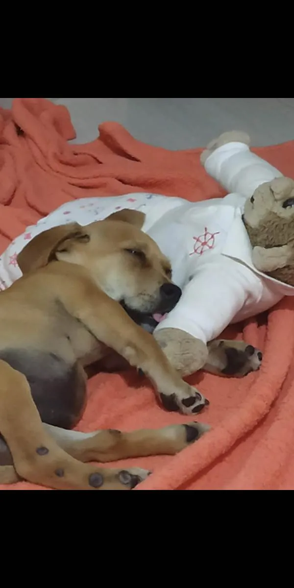 Cachorro ra a Sem definição  idade 1 ano nome Teddy