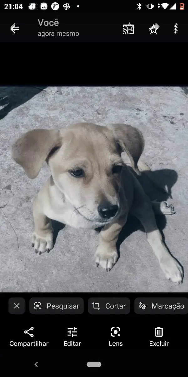 Cachorro ra a Sem definição  idade 1 ano nome Teddy