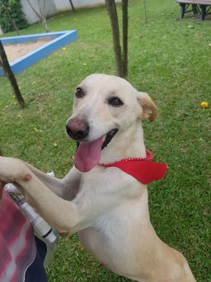 Cachorro ra a SRD idade 3 anos nome Panqueca