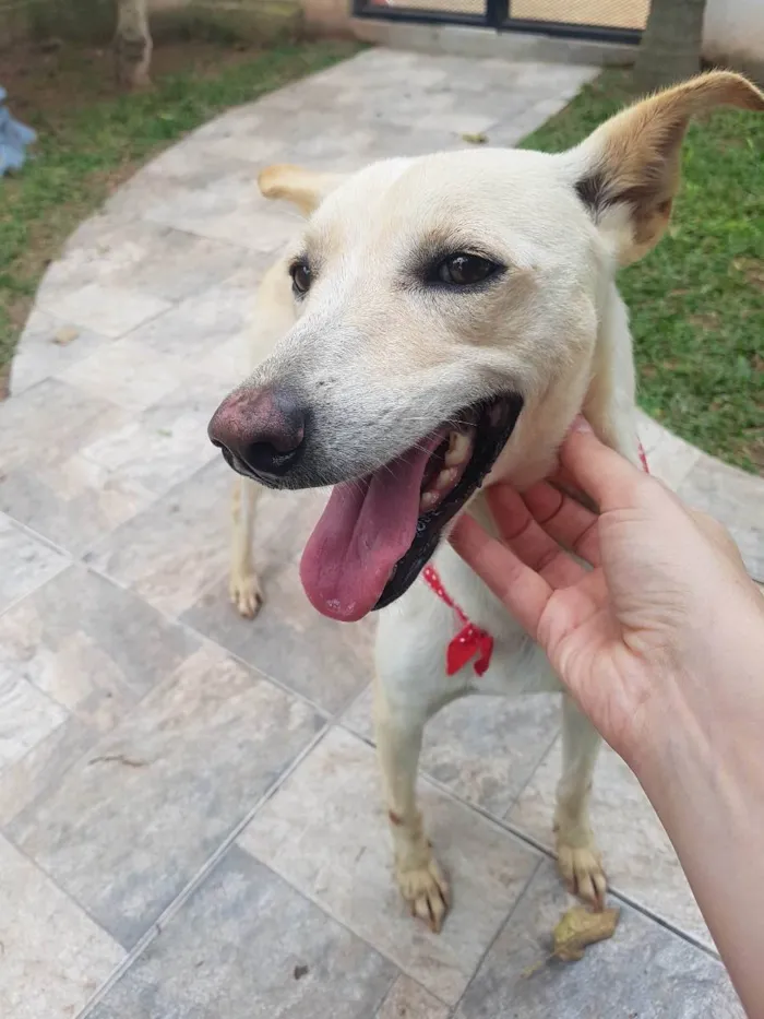 Cachorro ra a SRD idade 3 anos nome Panqueca