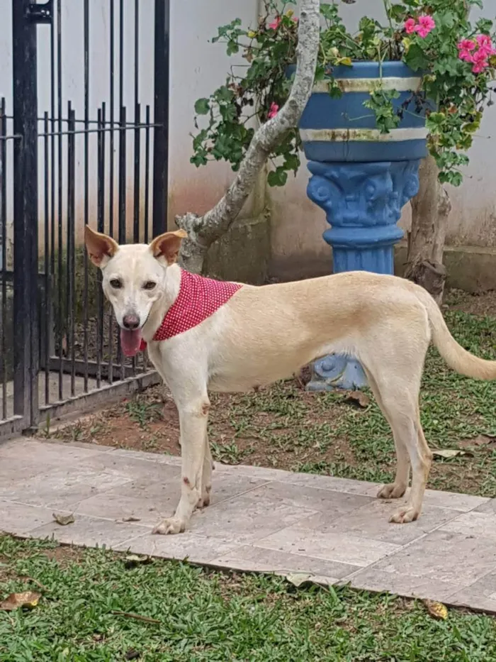 Cachorro ra a SRD idade 3 anos nome Panqueca