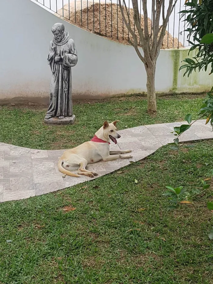 Cachorro ra a SRD idade 3 anos nome Panqueca