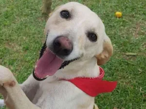 Cachorro raça SRD idade 3 anos nome Panqueca