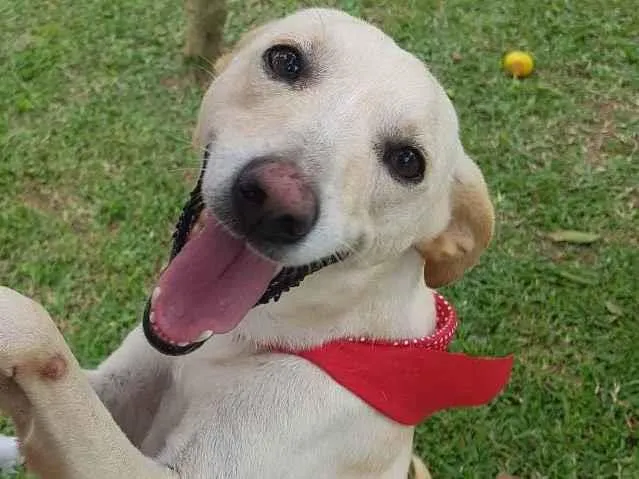 Cachorro ra a SRD idade 3 anos nome Panqueca