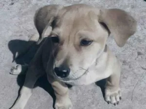 Cachorro raça Sem definição  idade 1 ano nome Teddy